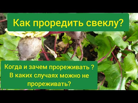 Видео: Когда следует прореживать свеклу?