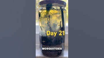 This is how I set up my jar ecosystem