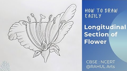 How to draw Longitudinal Section of Flower | L.S of a Flower ; Class 10