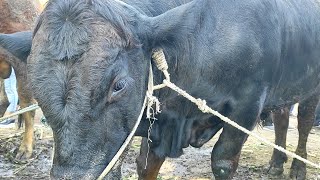 Ingat Grandong kalau lihat sapi hitam gini