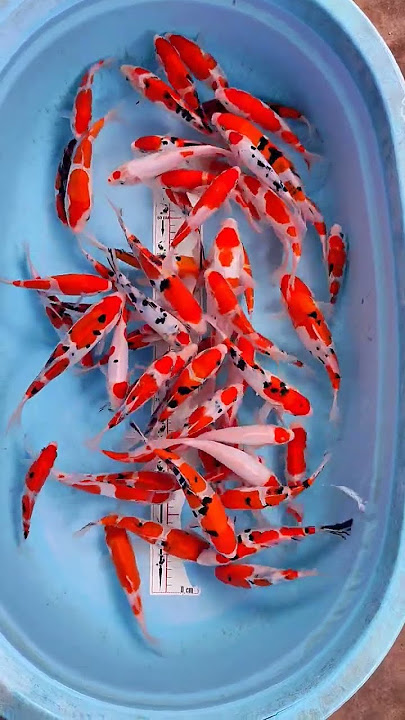 paketan kohaku sanke doitshu 🥰🥰🥰 #koi #ikankoiberkualitas #ikankoi #ikan #koifish #jualpakanikankoi