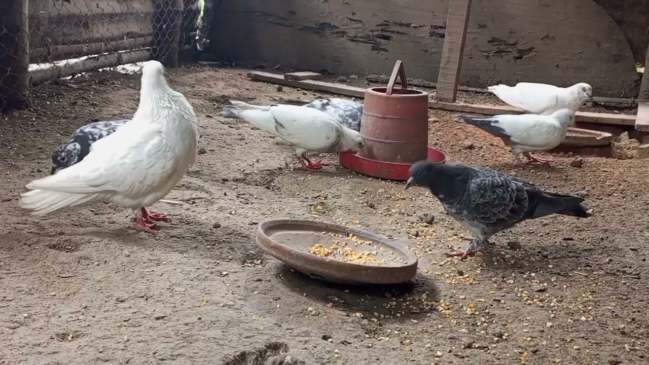 The Surprising Truth Behind Backyard Life's Beautiful Pigeon Feeding 