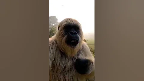 Fourth Bigfoot vlog compilation...1