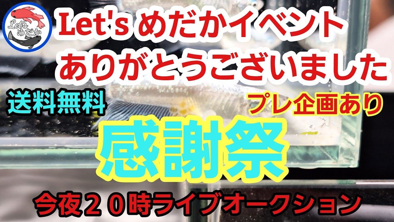 メダカ楽しい・後半日本メダカばなしさんのおまけ動画あります！