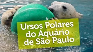 Ursos Polares do Aquário de São Paulo