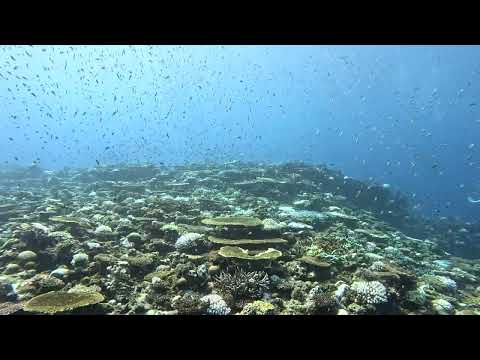 本日のグマの海【伊是名島編】