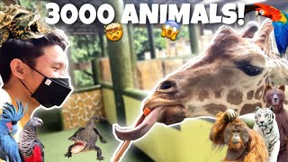 LARGEST ZOO IN THE PHILIPPINES!