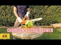 CHAINSAW VS CAULIFLOWER (Husqvarna 236) GoPro Hero 8 Black  (4k)