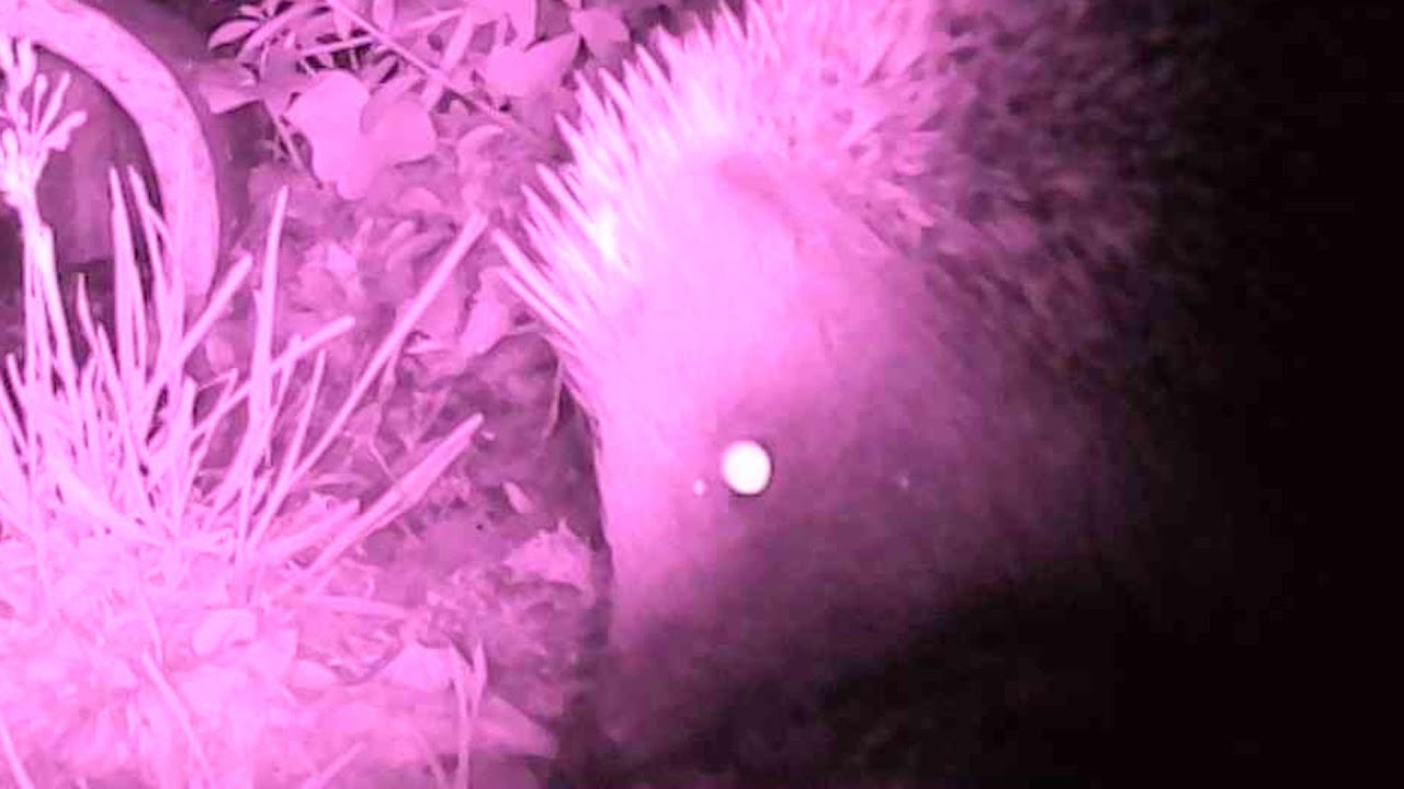 hog watch 2022-06-03