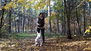 Miniature Bull Terrier Chester From Moscow