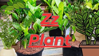 The Ultimate Guide to Caring for Your ZZ Plant: Tips and Tricks for Thriving Zamioculcas Zamiifolia