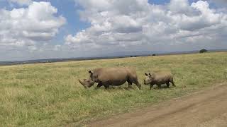 サイ親子で散歩　Rhino mother and baby walking in Nairobi