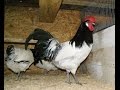 Характеристика породы кур Лакенфельдер