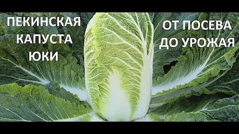Пекинская капуста от посева до урожая.