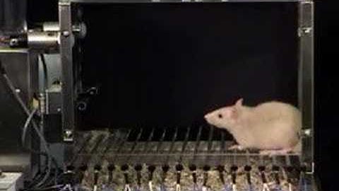 Habituation of a startle response