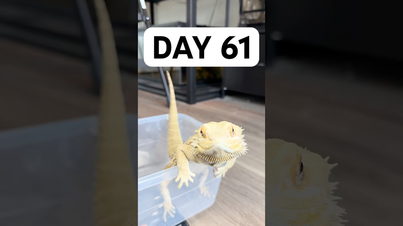 Day 61 of giving this abandoned dragon a second chance at life.