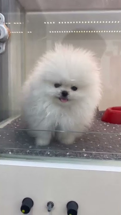 화이트포메라니안 500만원 퀄리티 | High Quality Pomeranian