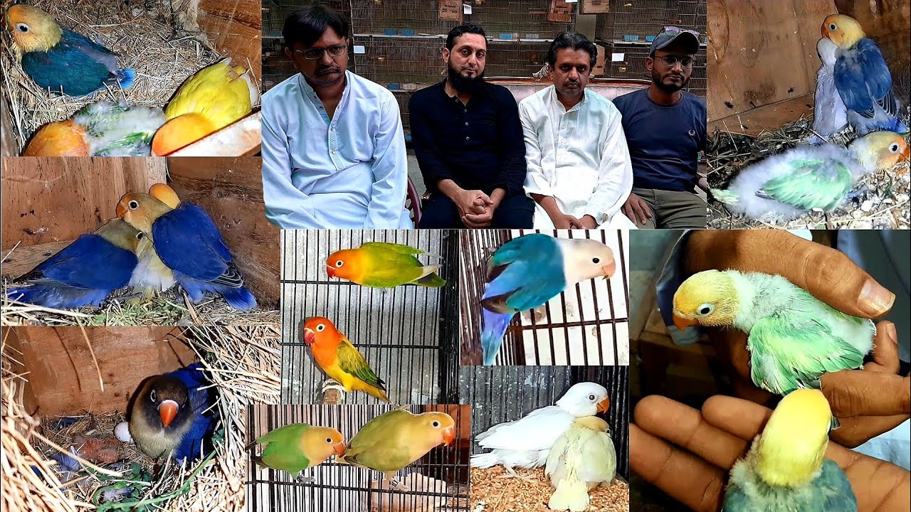 Lyari Lovebirds Mutation Setup | Love Birds Breeding Progress - YouTube