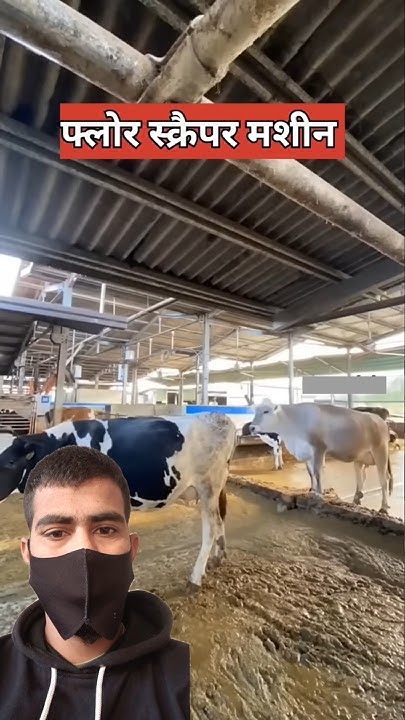 cow-dung-cleaning-machine-cow-cows-cleaning-machine-trending