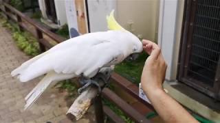 【京都市動物園 アオメキバタン】オキバのネイルケア