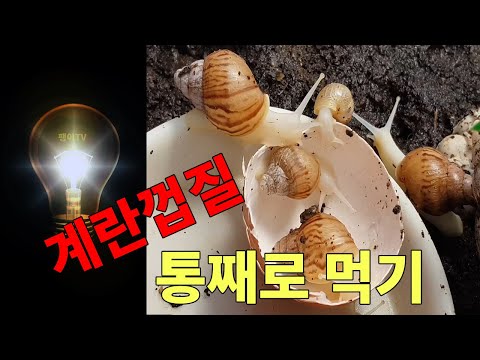 달팽이의 칼슘보충, 난각가루 말고 계란껍질 통째로 먹기 도전!!!  I  팽이TV 24화  I  난각가루말고난각