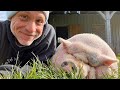 Rescued pigs living their best lives at arthurs acres animal sanctuary