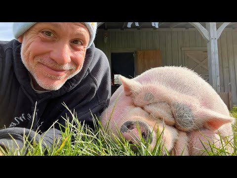 Rescued Pigs Living Their Best Lives at Arthur’s Acres Animal Sanctuary