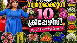 Top 10 Stunning Flowering Creepers For Your Dream Garden Rare Creeper Plants For Kerala Gardens