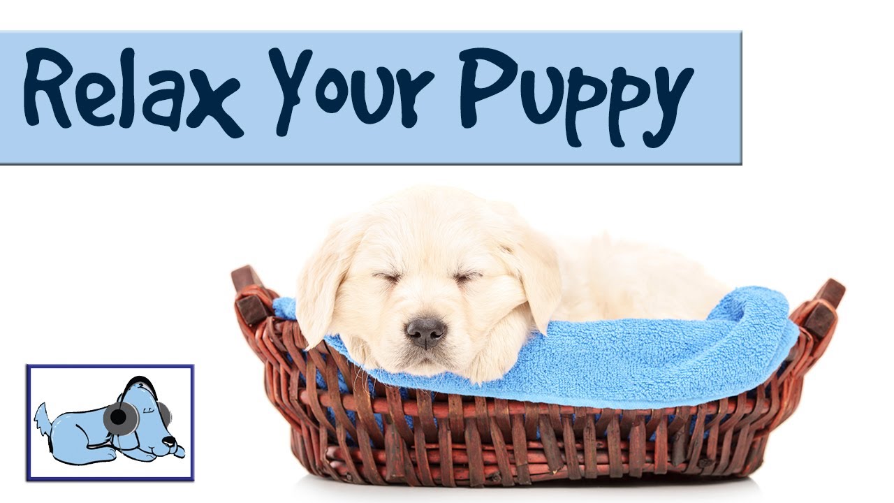 2019 year - This Video of a Rescued Puppy Relaxing During His Bath Is So Cute It Hurts 2019 year