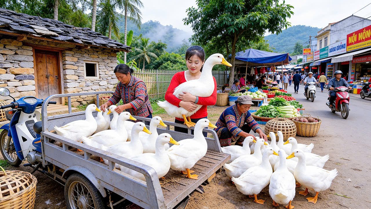 Harvesting Ducks For Market | Rice Field Fertilization (Farm Life Off Grid)