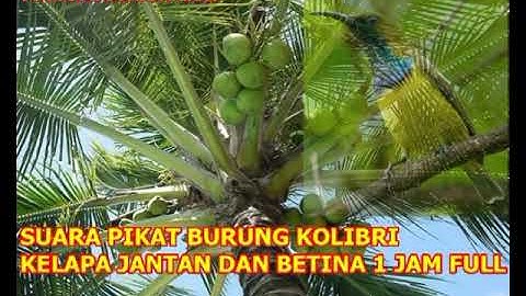 SUARA PIKAT BURUNG KOLIBRI KELAPA JANTAN DAN BETINA 1 JAM FULL