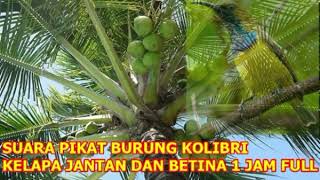 SUARA PIKAT BURUNG KOLIBRI KELAPA JANTAN DAN BETINA 1 JAM FULL