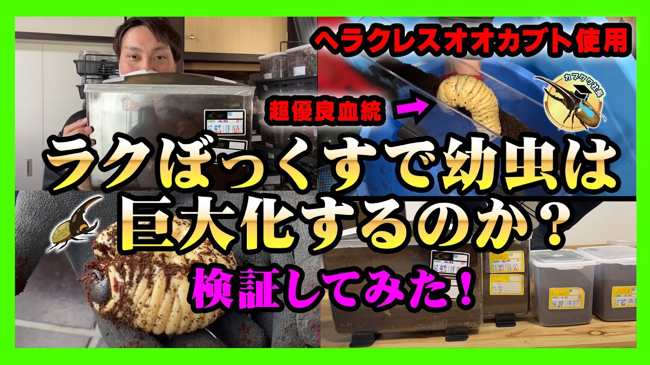 【実証実験！】噂のラクぼっくすWIDEでヘラクレスオオカブトの幼虫を飼育したら巨大化するのか？超優良OAKS血統にてチャレンジ！コバエ大量発生の中から救出したら凄い事に・・・。