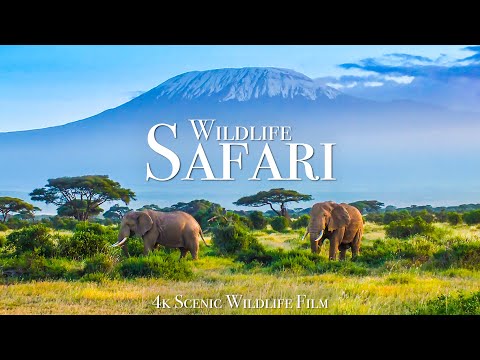 Wildlife Safari 4K - Scenic Animal Film With African Music