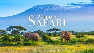 Wildlife Safari 4K  Scenic Animal Film With African Music