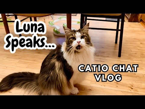Kitty Communication 101 | Catio Chat Vlog #pets #animals #cats #catvideo