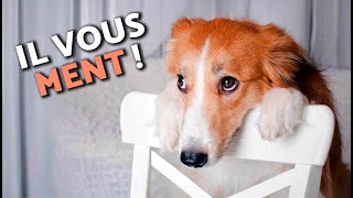 5 Signes Qui Prouvent Que Votre Chien Vous Manipule Ne Vous Faites Plus Avoir