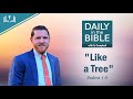 Like a Tree | Daily Bible Devotional