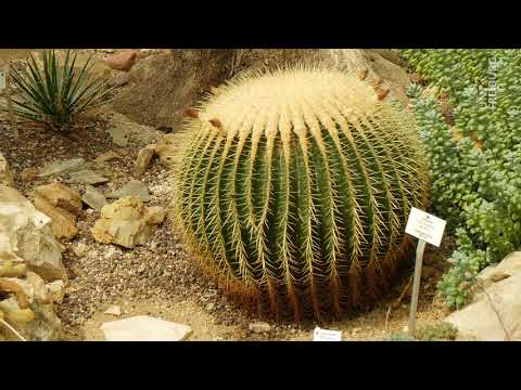 16 Das Sukkulentenhaus im Botanischen Garten der Uni Freiburg - Botanischer Garten Freiburg