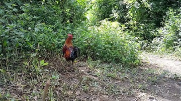 qaib dib mos xyoo no _ gà mồi tơ