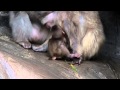 サル山:アザミのミル「堂々たる飲みっぷり」(ニホンザル)@上野動物園 - DSCN5126