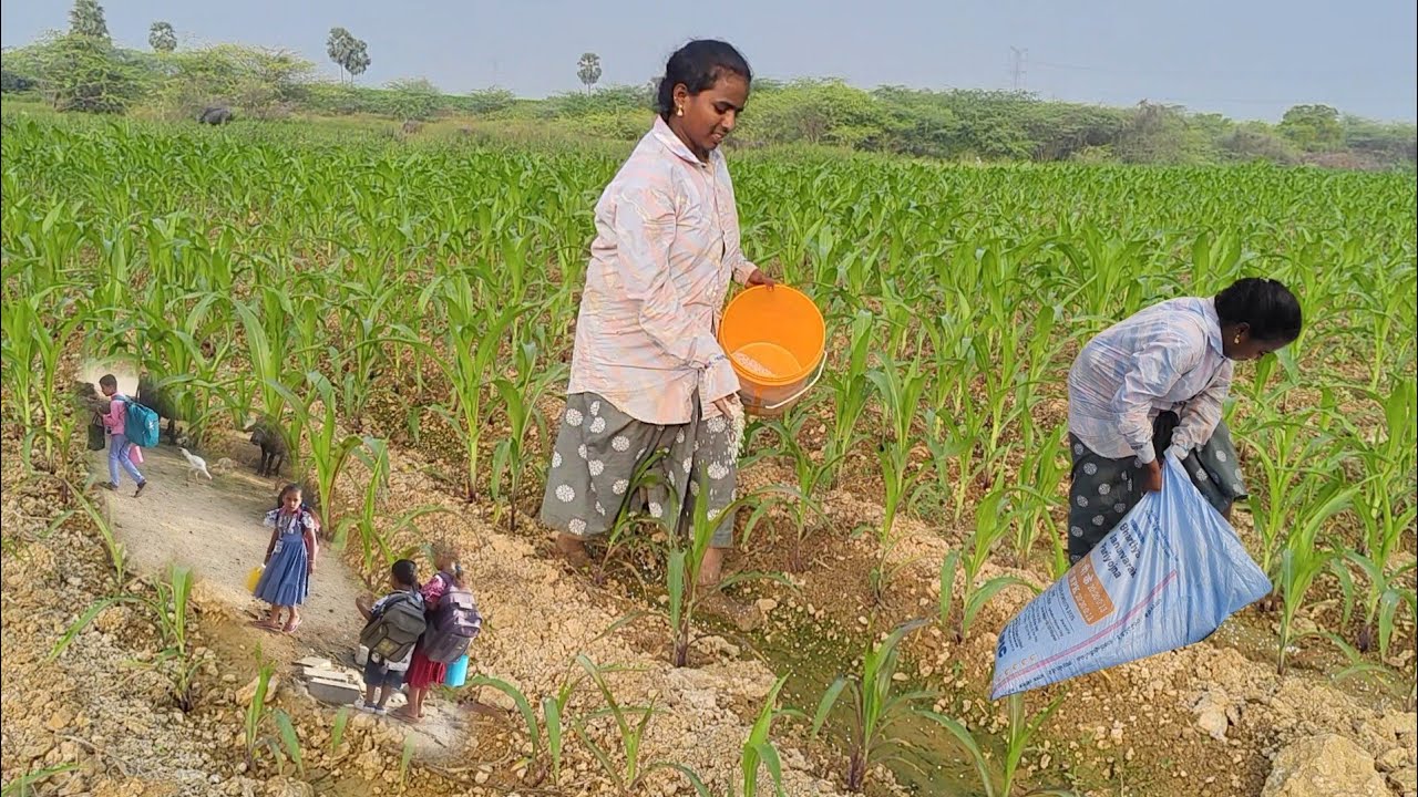 🥺పొద్దున్నే లేచి మా కొడుక్కి lunch box పెట్టి school కి పంపించాను తర్వాత మా చేనుకి మందు చల్లాము