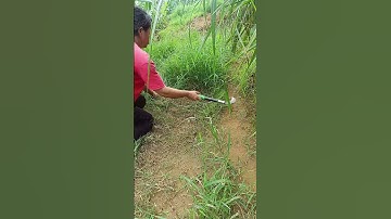 Use A Sharp Sickle To Cut Grass Easily !