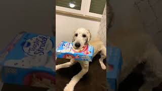 He has a box #itcouldbethecash #dog #funny #youtube #love #lovely #cute