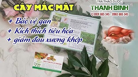Cây Mắc Mật - Công dụng của cây mắc mật