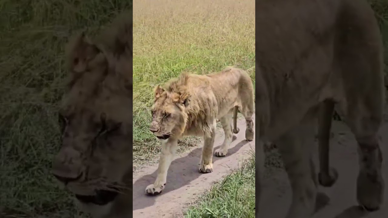 Jungle Kings