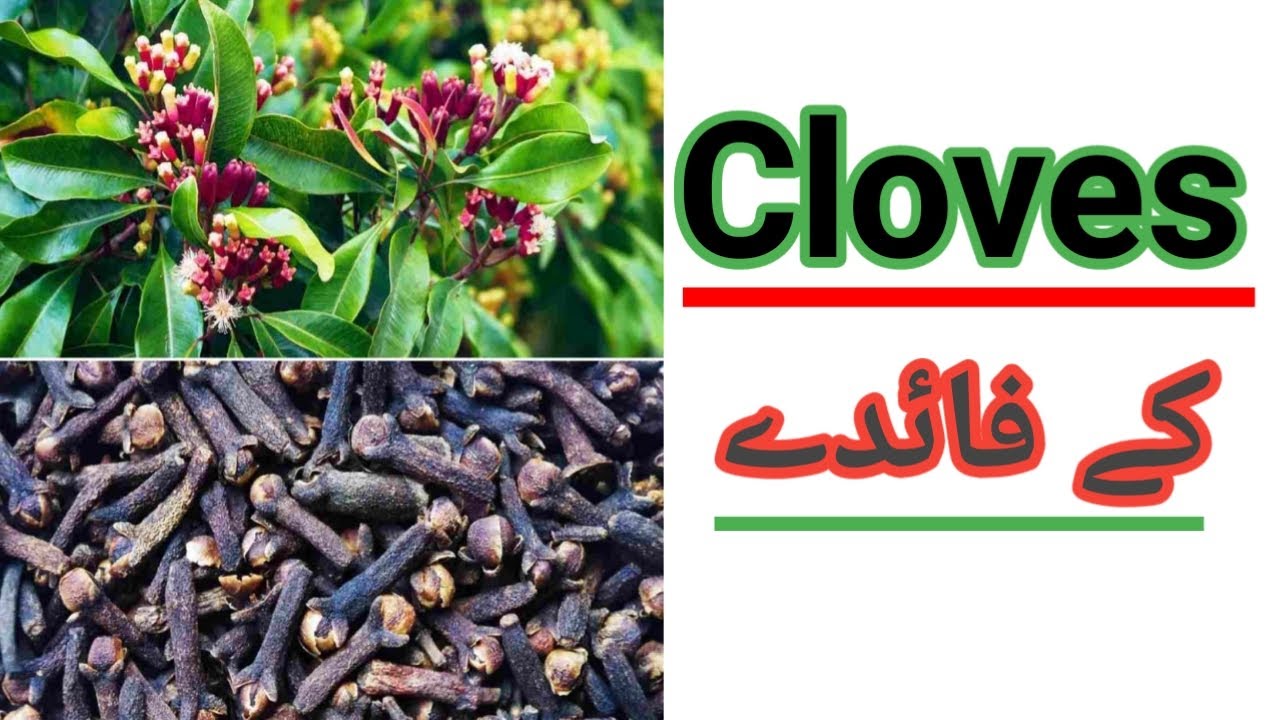 Amazing Health Benefits of Cloves Healthqo YouTube