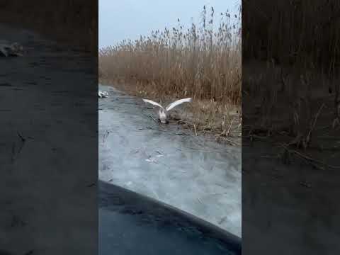 ОХОТНИКИ И ЛЕБЕДИ! НЕ МОГУТ УЛЕТЕТЬ! БЕДНЫЕ ПТИЦЫ....