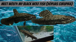 Meet Wolfy My Black Wolf Fish Hoplias Curupira