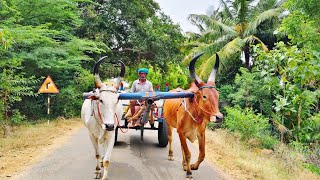 Download Lagu நெல் அரைக்க போறோம்|We Are Going to Grind Rice|Village Lifestyle|Idhu Namma Route.#lifestyle MP3 Download Lagu நெல் அரைக்க போறோம்|We Are Going to Grind Rice|Village Lifestyle|Idhu Namma Route.#lifestyle MP3